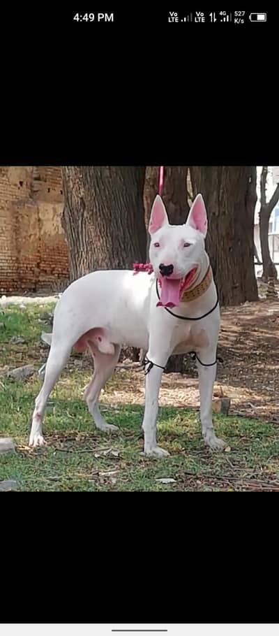 Guwahati gultair male age 12 month for sale