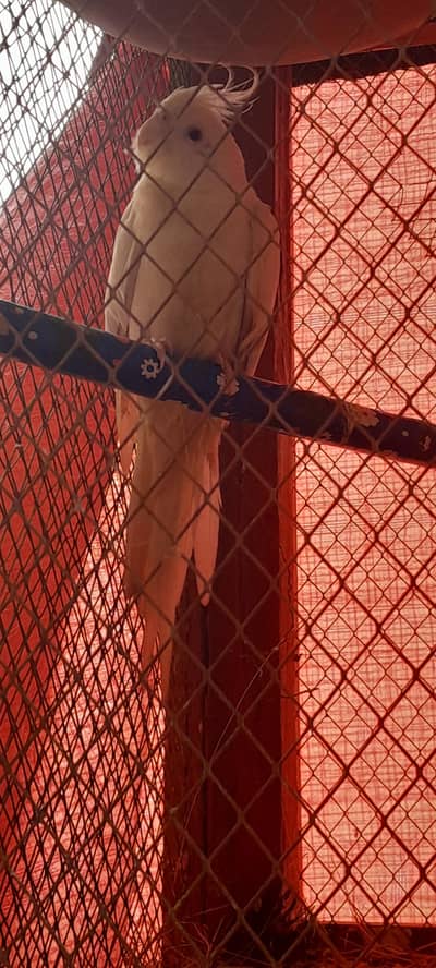 cocktail breeder pair