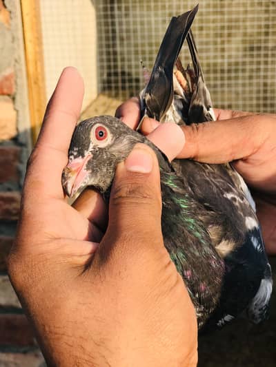 Mian sab waly 10 patha pathi available