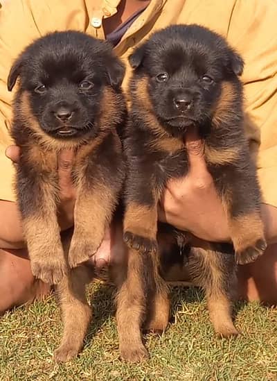 German Shepherd puppies for sale