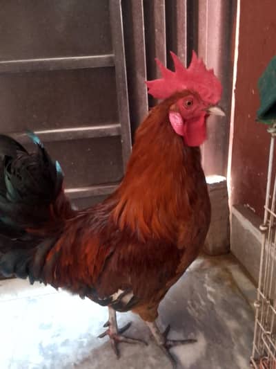 1 Murga or 2 Murgia.