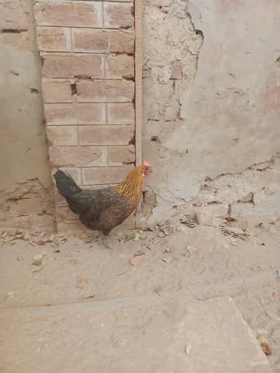 Desi murgiya for sale