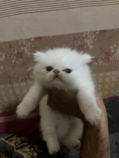 Persian cat Breeder pair with kitten available for sale