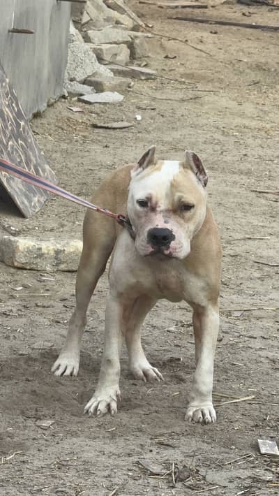 Top BloodLine Pitbull Male 1 Year young