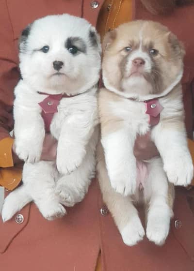 Afghan bakharwal dog male female 2 month