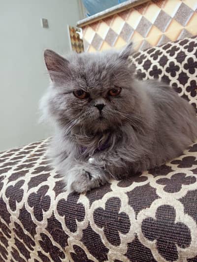 Persian Punch face cat  Male