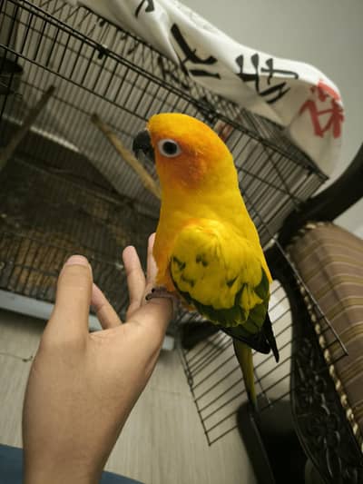 hand tame sun conure and pineapple conure