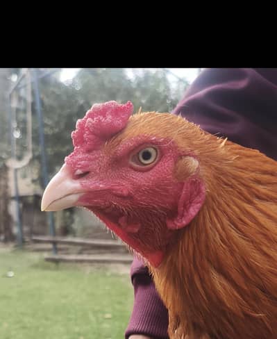 pur pakistani male | aseel pakistani |aseel murga