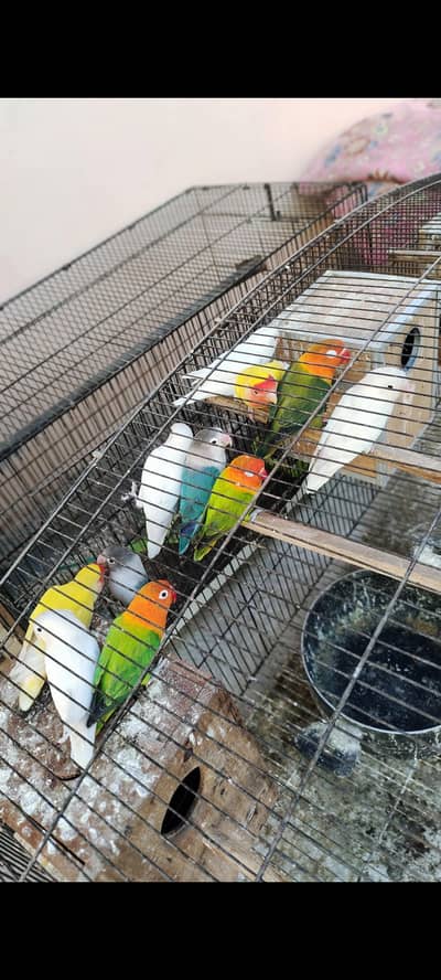 Love birds For sale breeder pairs