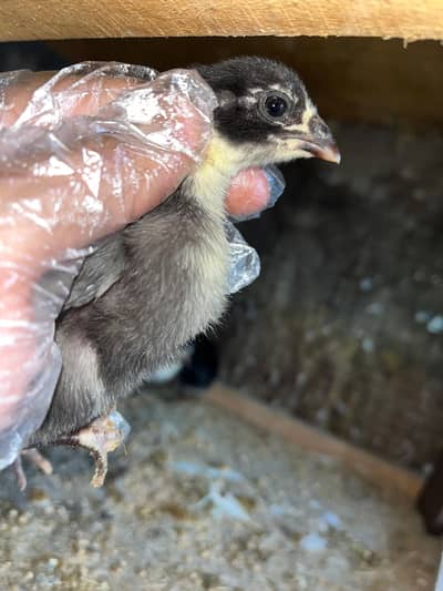 thai pokoye  top quality majbot chiks black eye