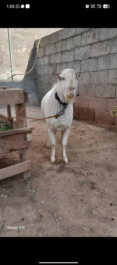 teddy Goat | bakra | teddy breedar male | بکرا |