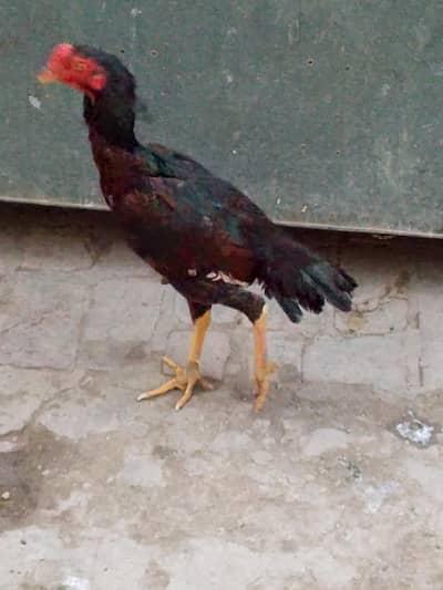 lakha male Javi female or kachprii female