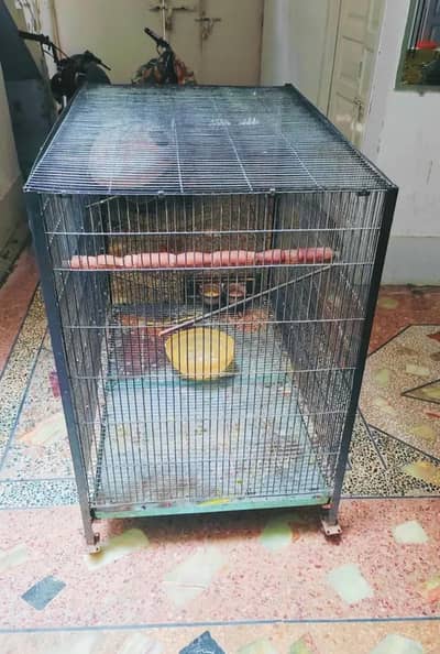 cage big size