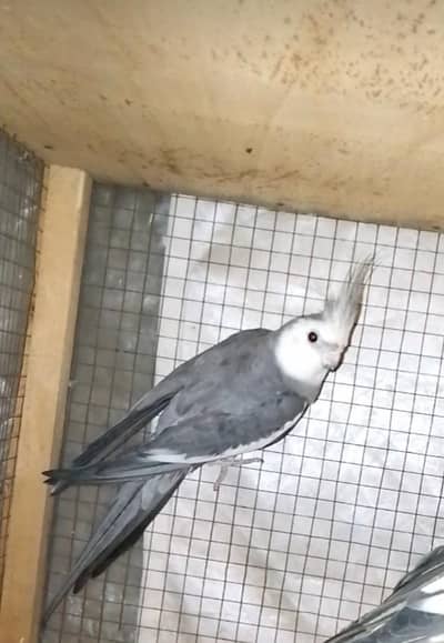 Cocktail Beautiful pair