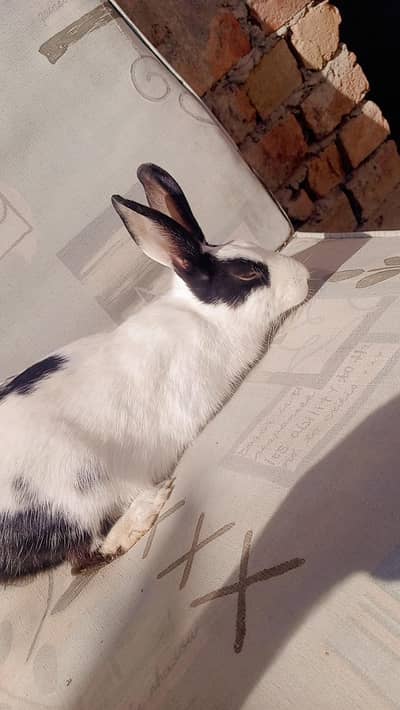 rabbit babes, adult female rabbit available