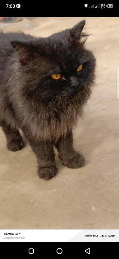black Persian