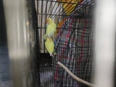 Best 2 male love birds for sale