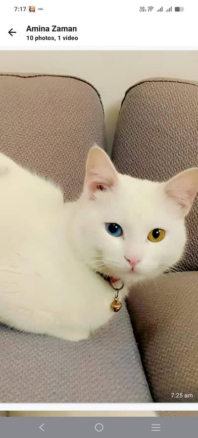 Persian cat single coat  odd eyes