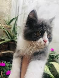 Persian Kitten Pair urgent sale