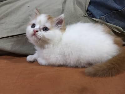 male female both kitten