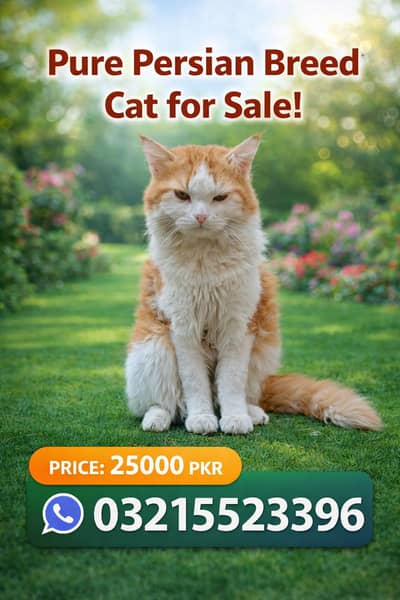 Pure Persian Male & Female Cat Pair – Home Raised