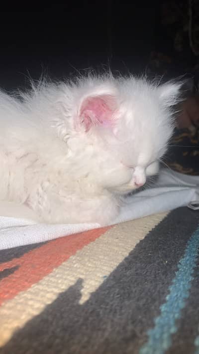 Triple coated kitten is available