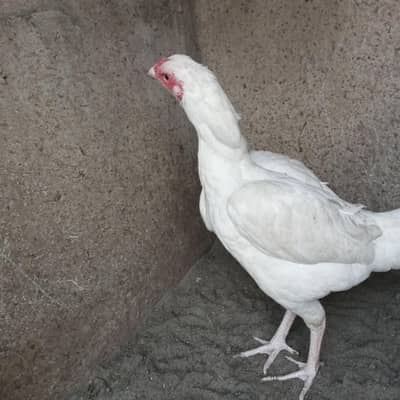 Heera female | full white heera | aseel Heera