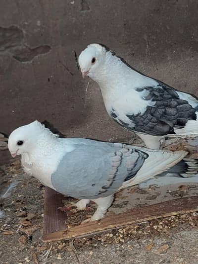 Sentinent confirm breeder pair 03068884271