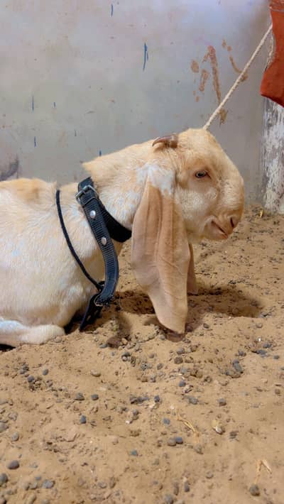 Pure Makkhi Cheena High Quality Male