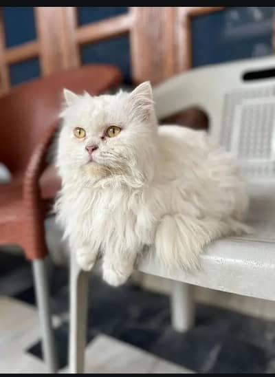 parsion dabal cat  vaccinated cate