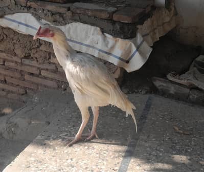 White and Black Aseel patha