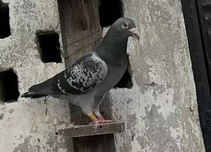 German pigeons