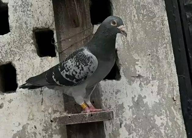 German pigeons 0