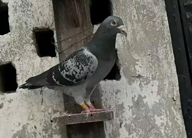 German pigeons