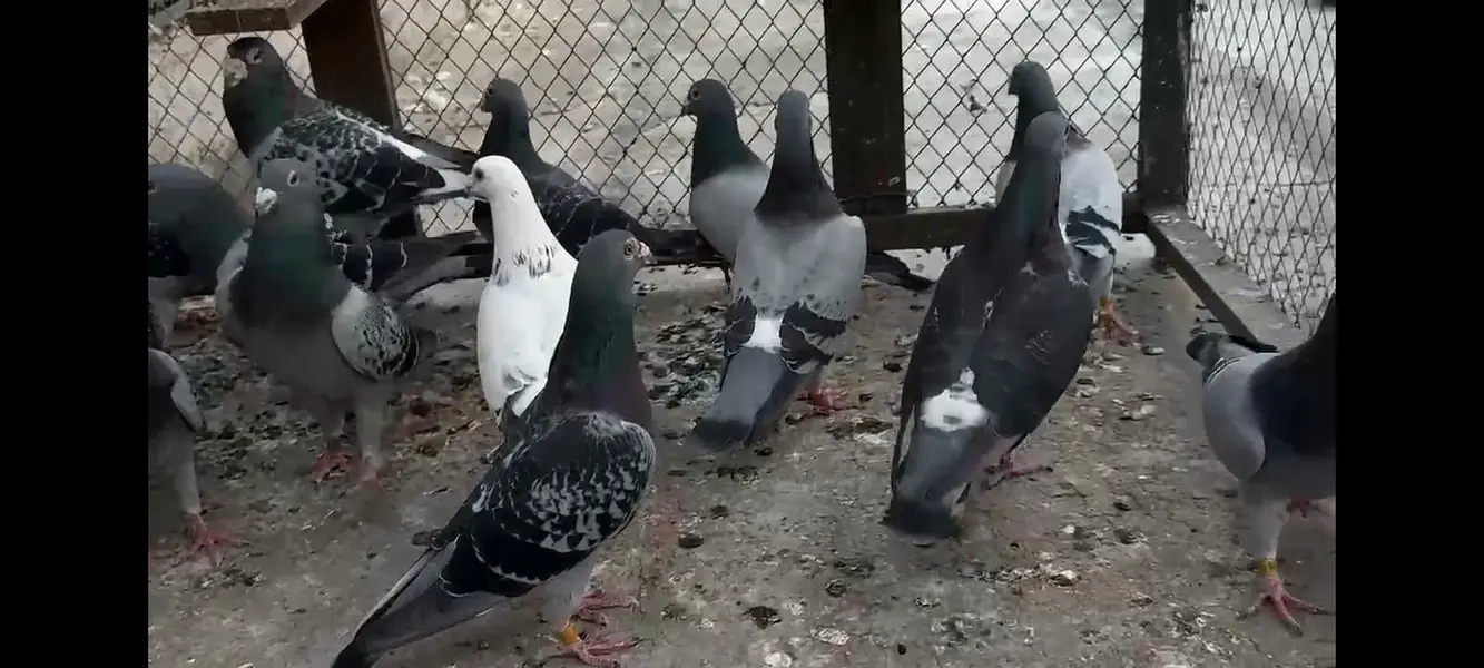 German pigeons — photo 2