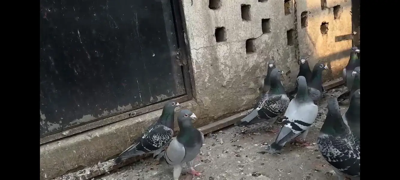 German pigeons — photo 3