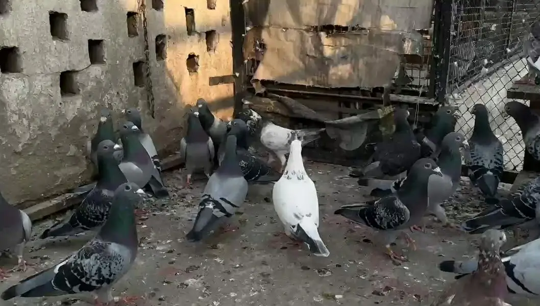 German pigeons — photo 4