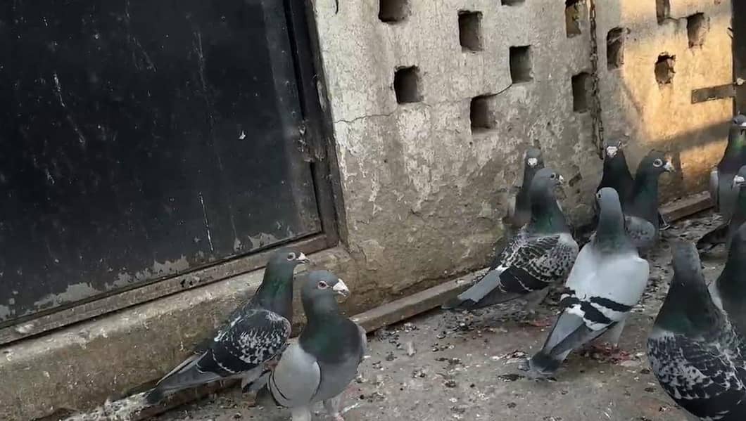 German pigeons 4