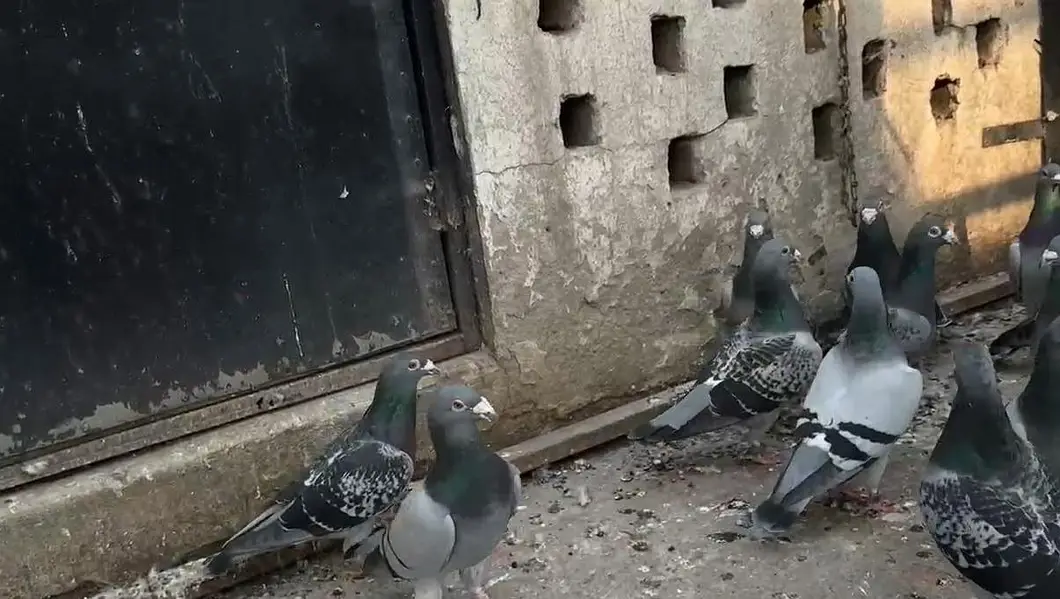 German pigeons — photo 5