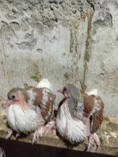 Pigeon sherazi chicks