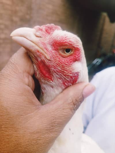 paper white heeri madi