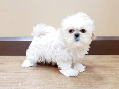 shihtzu puppy for