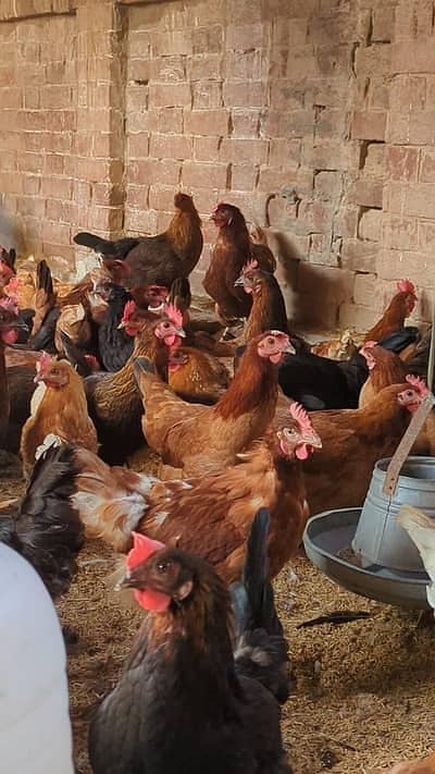 aseel | Black Polish|thai aseel neck locker | pakoye murghi |incubator