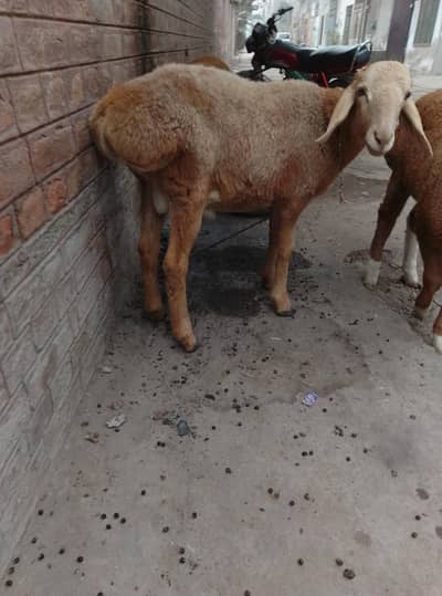 turkey dumbe boht hi zabrdast