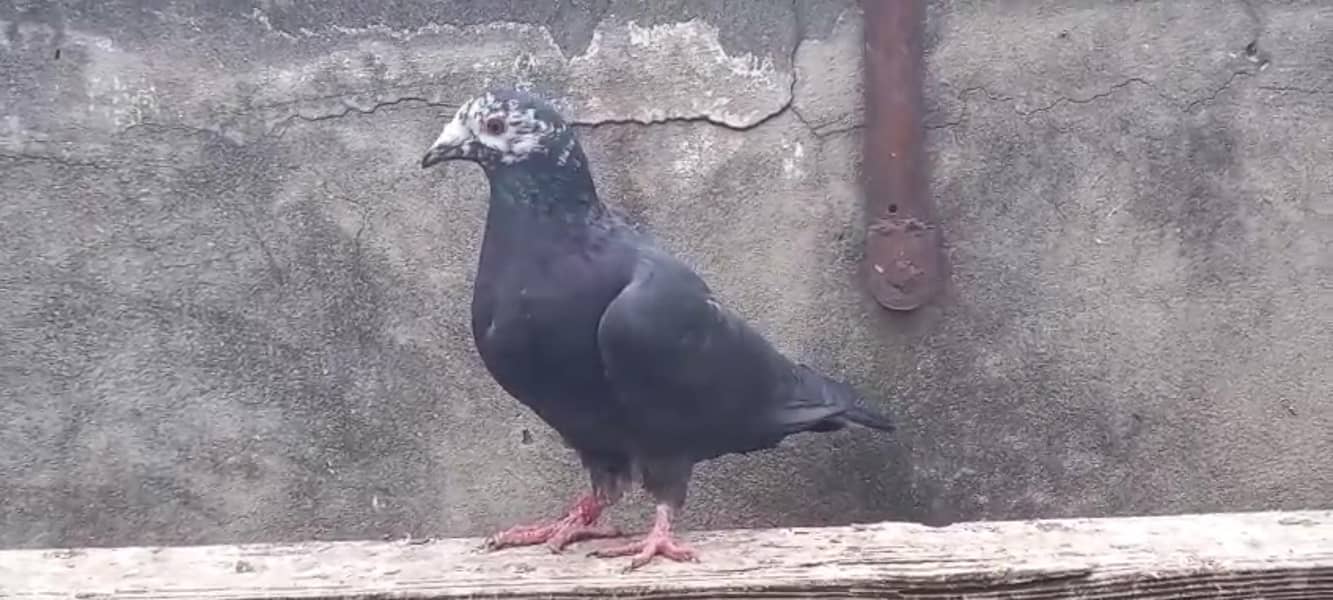 German pigeons 5