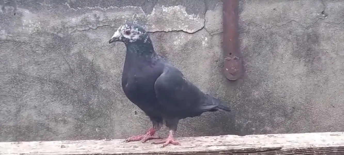 German pigeons — photo 6