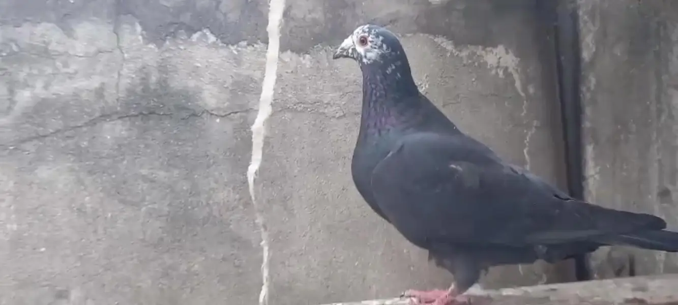German pigeons — photo 7
