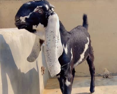 Pure Kala Dabba Beetal High Quality Male