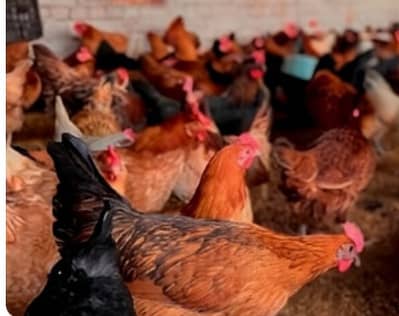 aseel Lasani | Eggs laying  hens | fancy hen |golden misri eggs laying