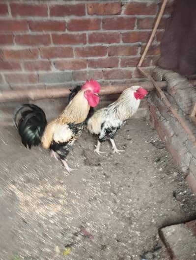 cock's for sale